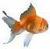 Goldfishjpg_thumb
