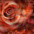 Hot-passionate-love-thumb397385_thumb