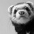 Polecat_thumb