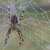 Araneus_diadematus_thumb