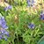 Bluebonnets_thumb