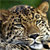 Amur_leopard_avatar_thumb