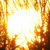 Avatar_spitfyre_thumb