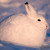 Arctic_hare_thumb
