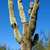 Cactusmoonlow_thumb
