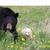 Bearandcub2_thumb