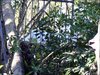 Thumb_fans_harrypotterthemepark_construction_760