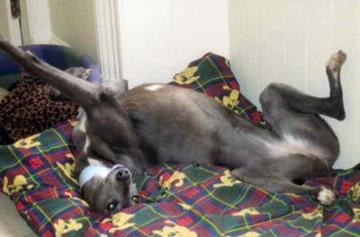 Normal_jkrdog2