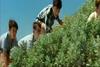 Thumb_radcliffe_movies_decemberboys_15
