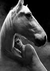 Thumb_equus4bw