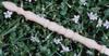 Thumb_wood_wand_02_elizabeth_le_fae
