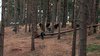 Thumb_dhteaser_fleeingsnatchers