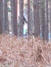Thumb_dh_set_swinleyforest10_01