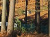 Thumb_dh_set_swinleyforest10_03