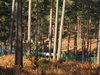 Thumb_dh_set_swinleyforest10_04
