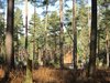 Thumb_dh_set_swinleyforest10_05
