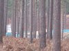 Thumb_dh_set_swinleyforest10_15