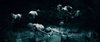 Thumb_movies_hbp_5trailerhd_140