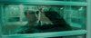 Thumb_movies_hbp_5trailerhd_093