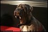 Thumb_hbp_promotional_frenchpromotrain_021