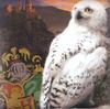 Thumb_hbp_ukcalendar_hedwig_011