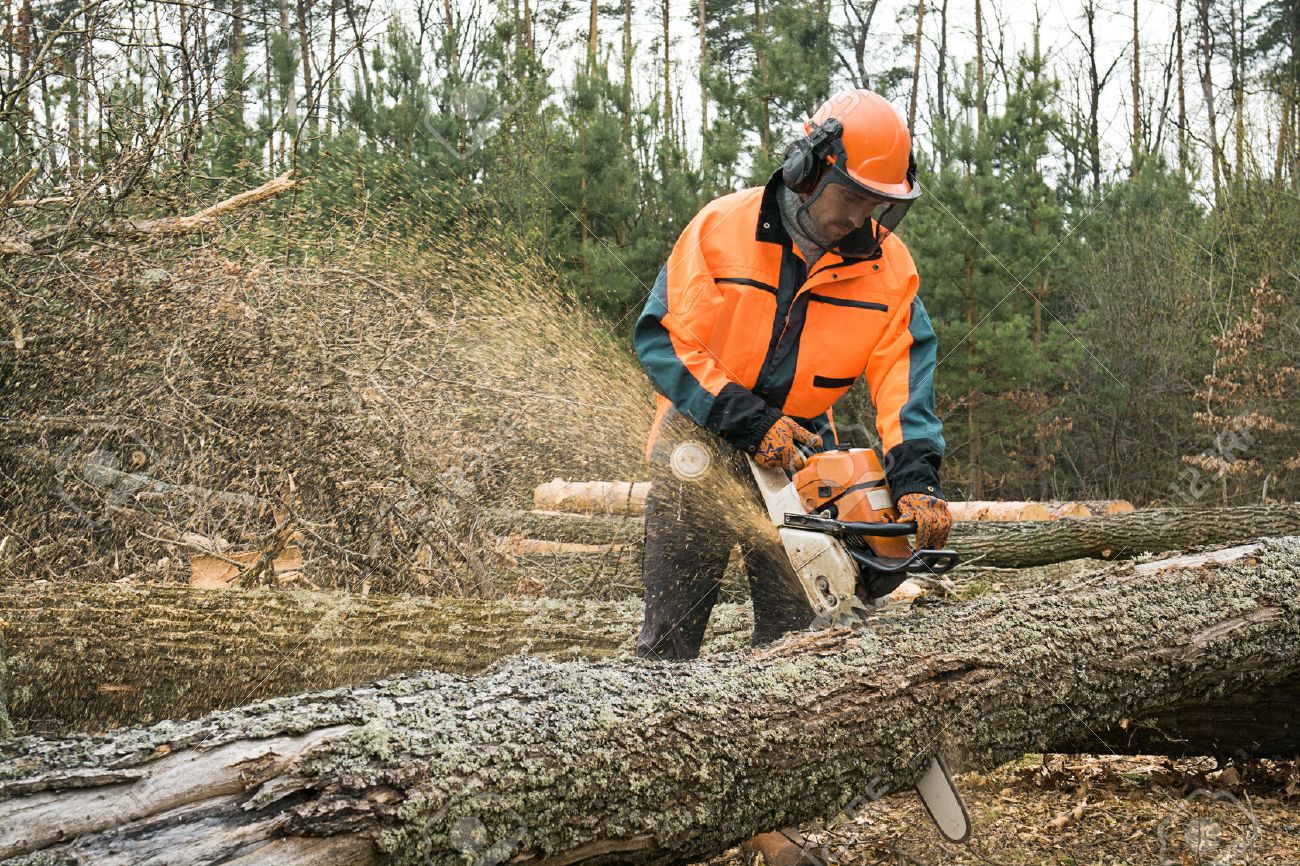 Chainsaw ban Importers to lose millions The Morning Sri Lanka News