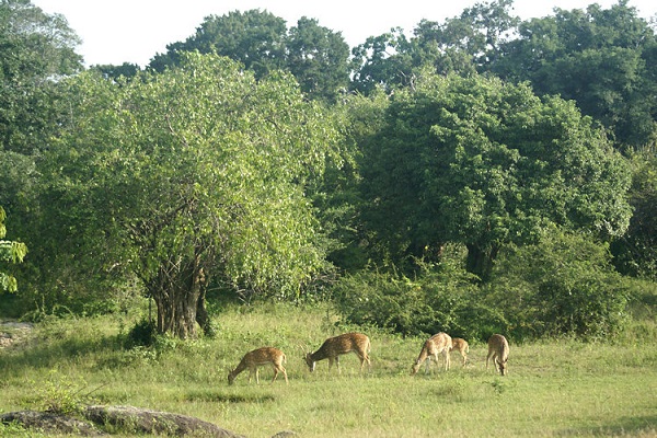 Clearing 12,000 acres in Yala National Park: No such plan or proposal: Minister