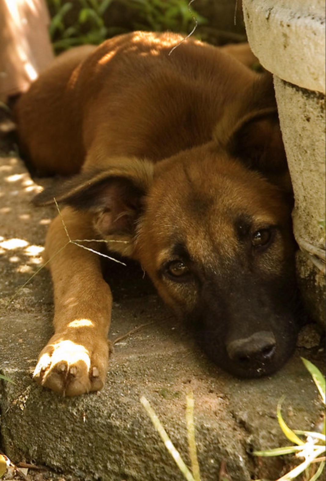 The pandemic’s voiceless victims Sri Lanka’s street dogs The Morning