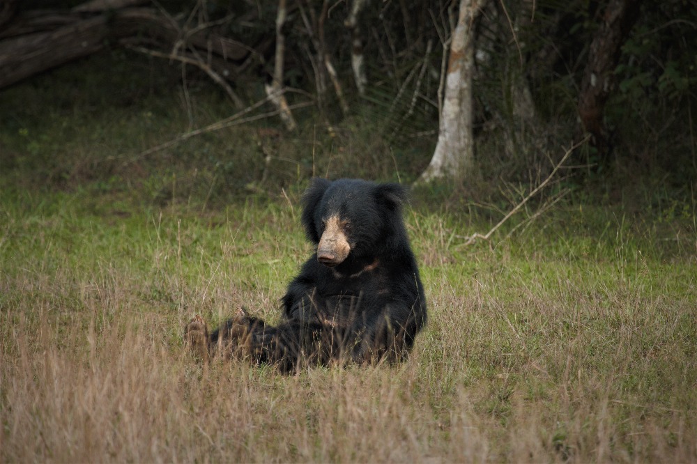 The enigmatic sloth bear What’s the story with our endemic Sri Lankan