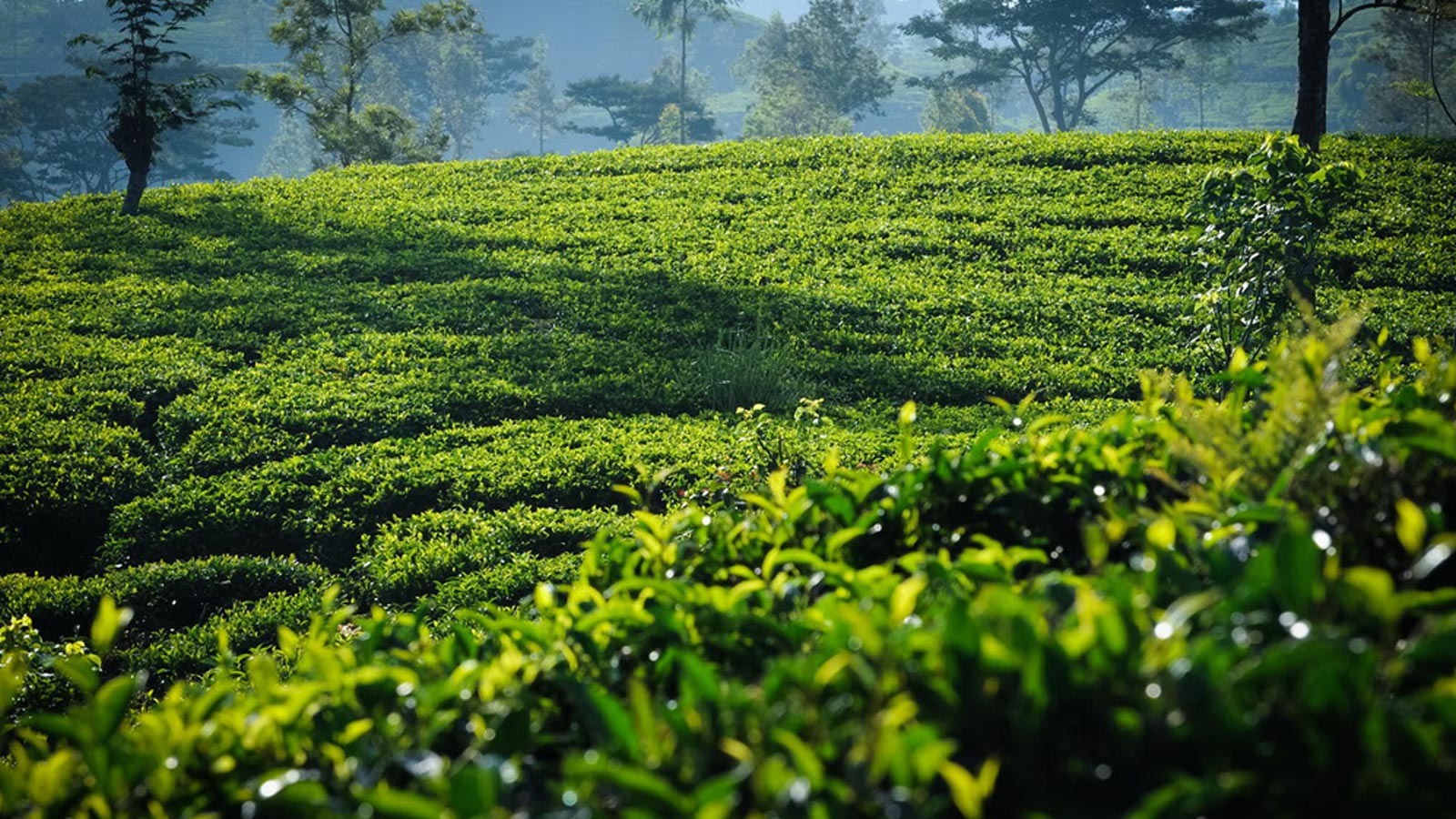 Is SL’s tea industry facing a disaster?