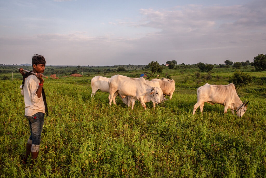 Autism and zoophilia: Lankan psychiatrists find potential link