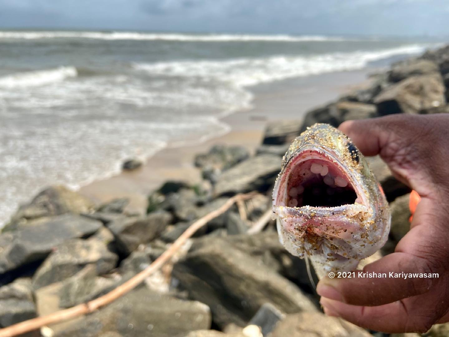 ‘Can we eat fish or not?’