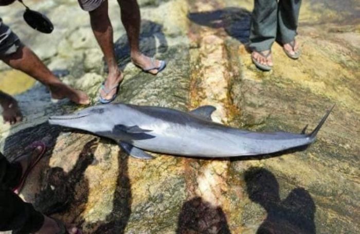 307 animals dead since ship fire