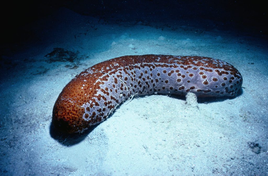Sea cucumber farm in Kilinochchi Probe on Chinese project The