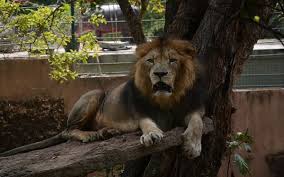 Expert says ‘Thor’ was infected by an asymptomatic Covid patient