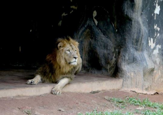 Lion’s condition ‘clinically normal, medically unhealthy’