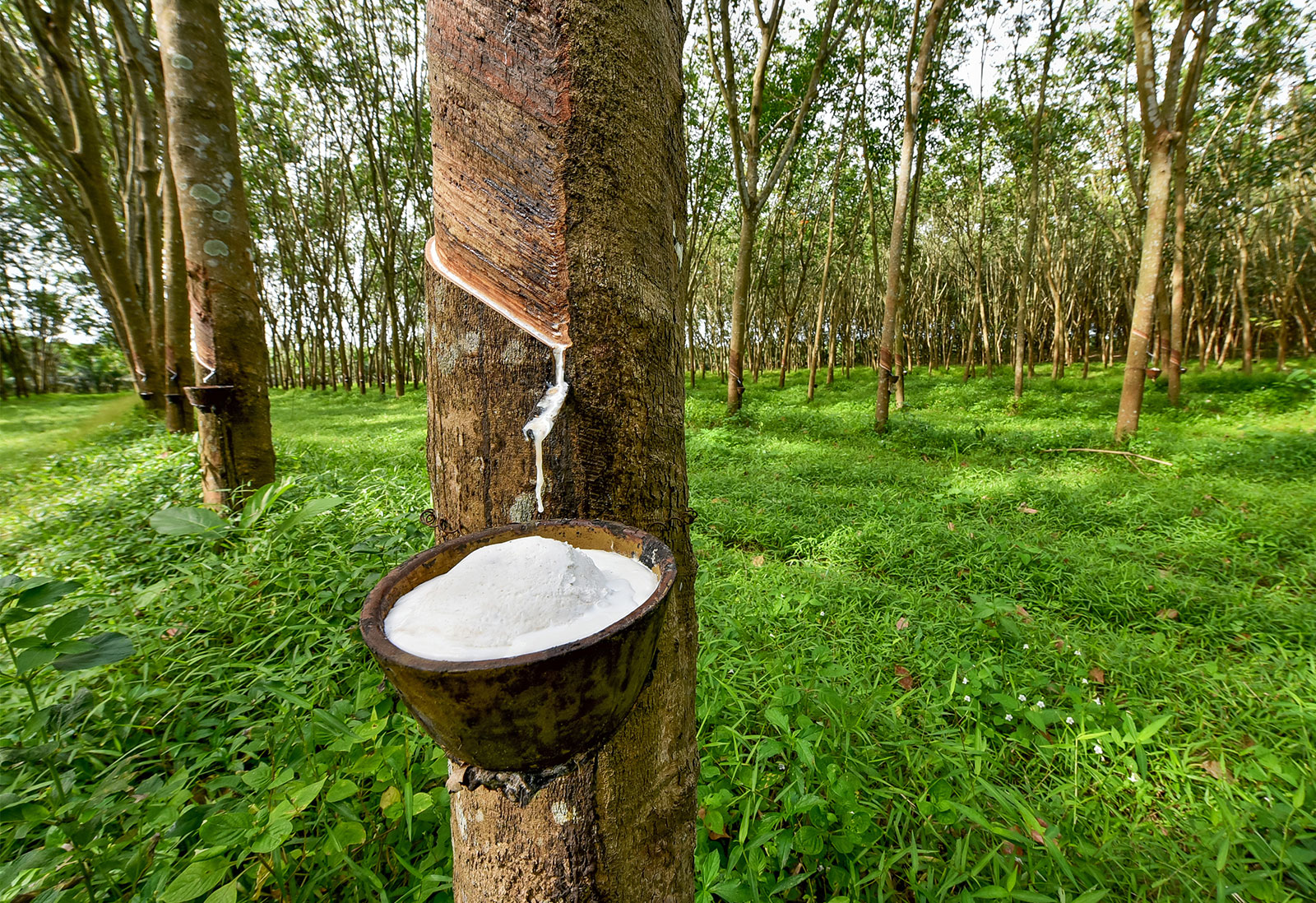 Sri Lanka’s rubber industry has excellent potential for exponential growth