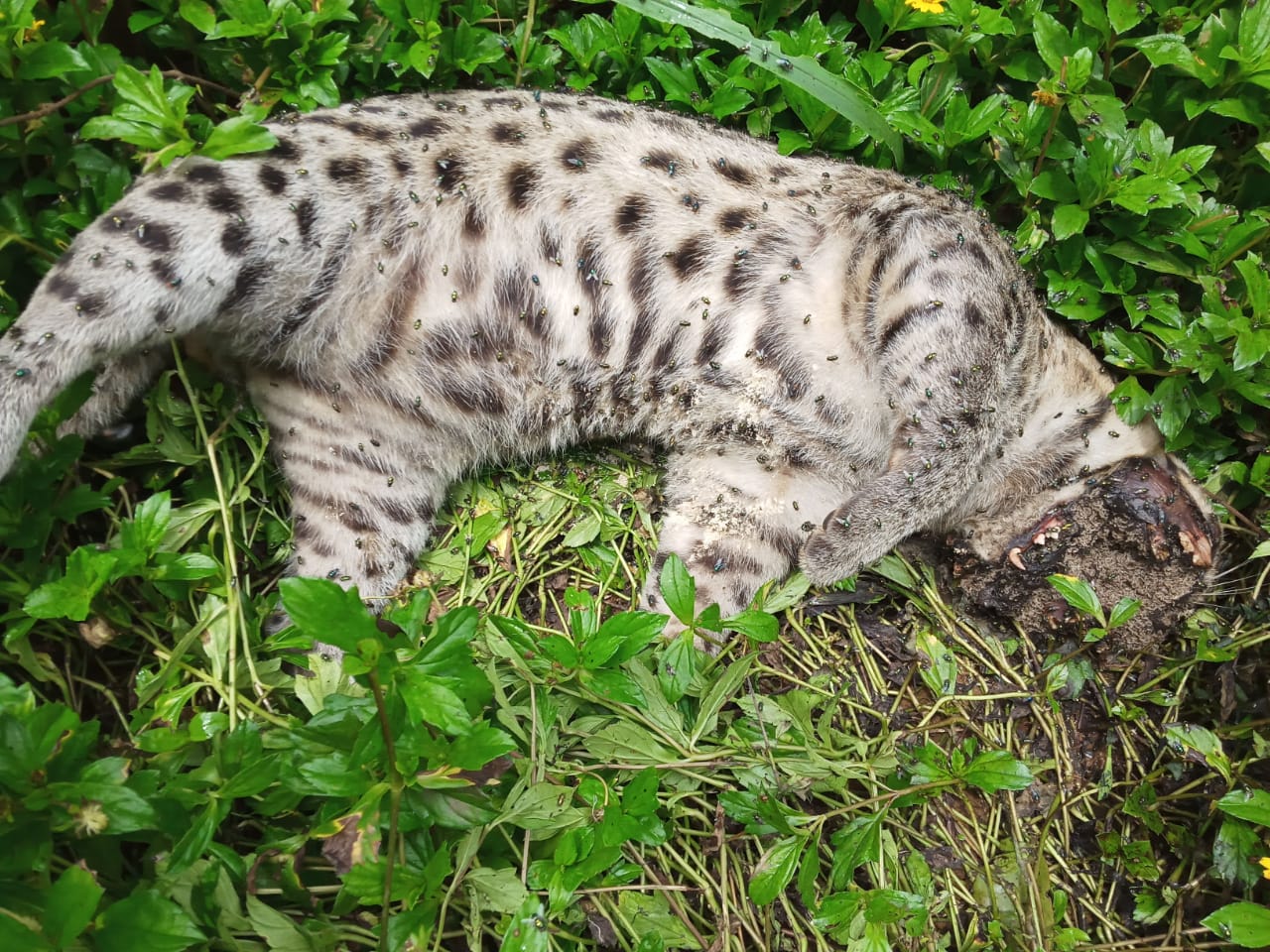 Jaw bombs: Yet another inhumane animal management tool?