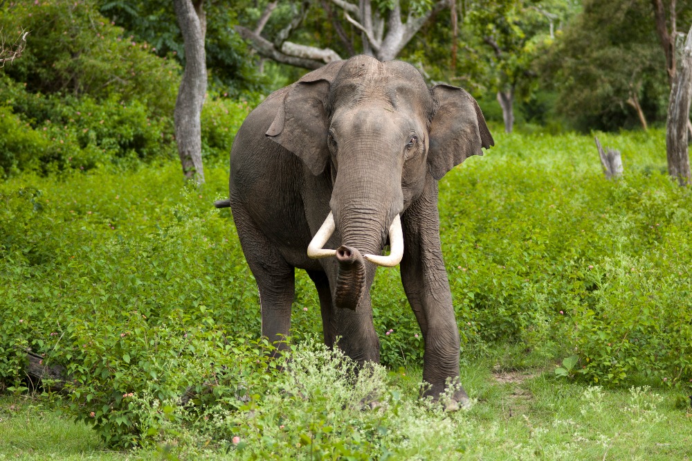 Human-elephant conflict: Seeking a new approach