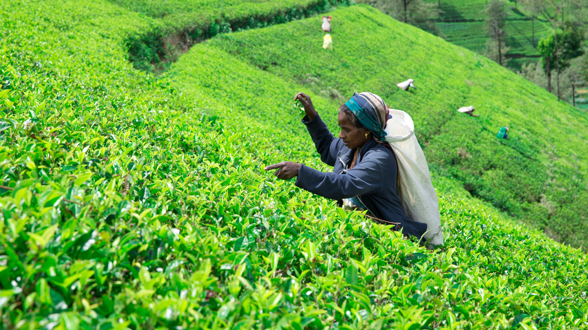 Tea industry: Continuing concerns over fertiliser issue