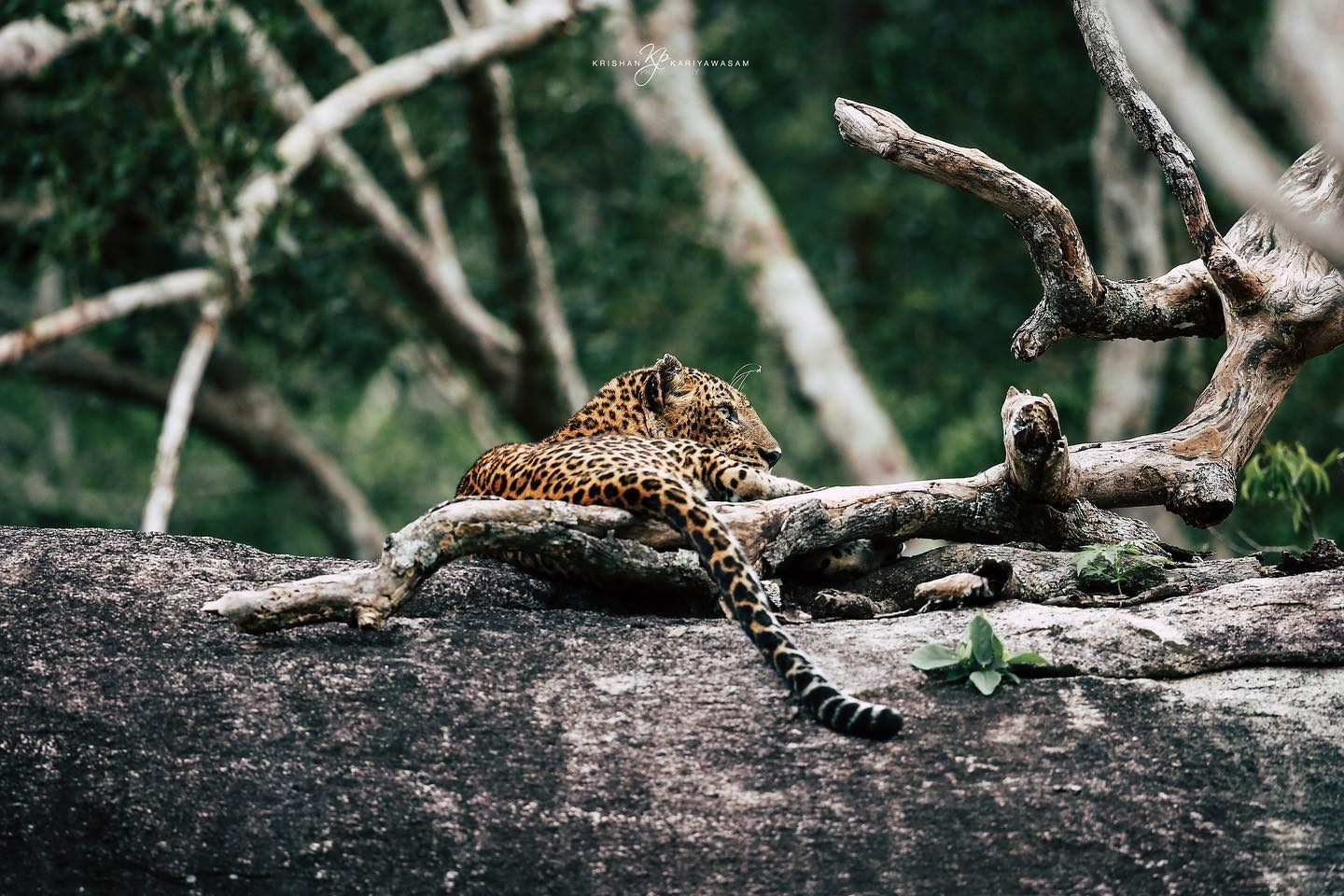 Conservation of Sri Lankan Leopards