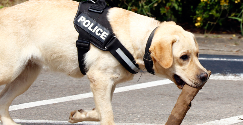 Canines to be trained to detect mosquito larvae