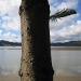 Tree and Hokianga harbour