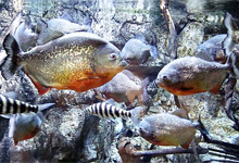Underwater (Hydrostatic Glazing)