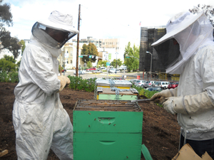Urban Beekeepers