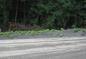 Invasive Coltsfoot (_Tussilago farfara_) is inadvertently introduced into Cumberland Gap National Park via gravel for road work. Photo by Jenny Beeler Invasive Coltsfoot (_Tussilago farfara_) is inadvertently introduced into Cumberland Gap National Park via gravel for road work. Photo by Jenny Beeler