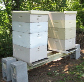 Todd's Bee Hives
