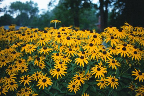 Rudbeckia hirta