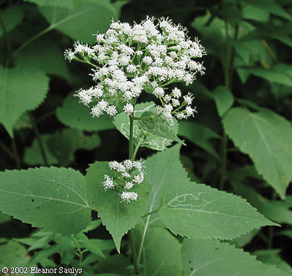 White Snakeroot