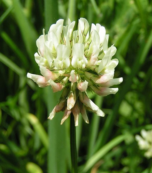 White Clover